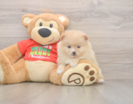 7 week old Pomeranian Puppy For Sale - Simply Southern Pups