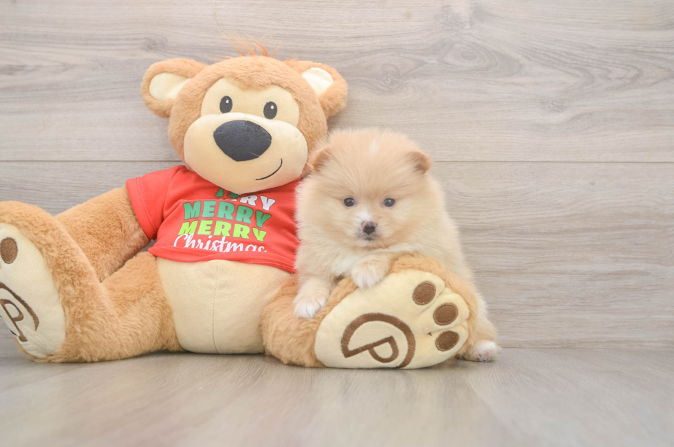 5 week old Pomeranian Puppy For Sale - Simply Southern Pups