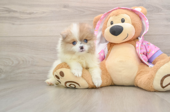Best Pomeranian Baby