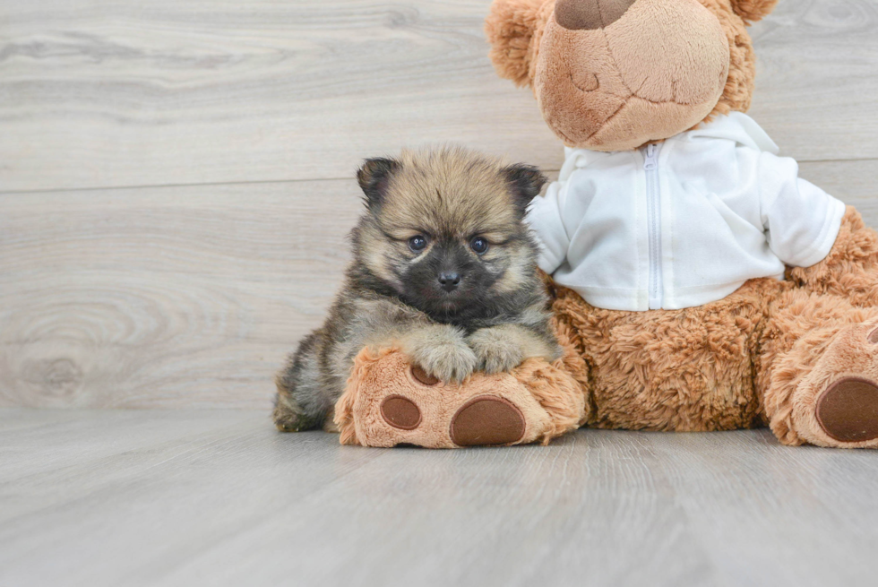 Best Pomeranian Baby