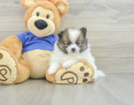 7 week old Pomeranian Puppy For Sale - Simply Southern Pups