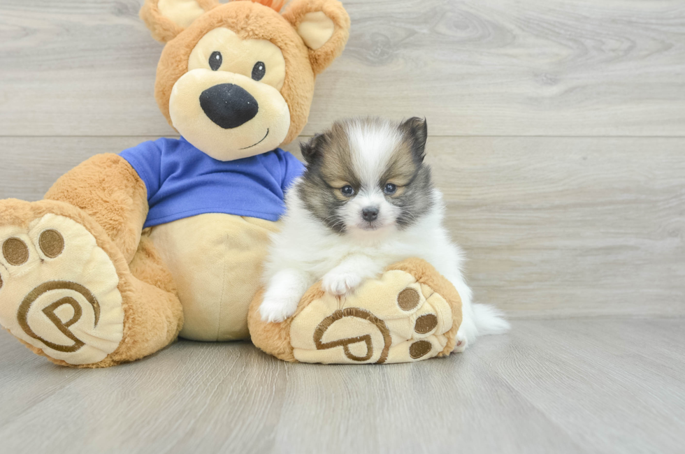 5 week old Pomeranian Puppy For Sale - Simply Southern Pups