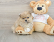 8 week old Pomeranian Puppy For Sale - Simply Southern Pups