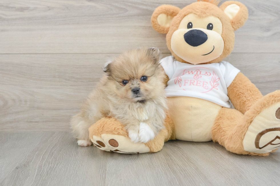 5 week old Pomeranian Puppy For Sale - Simply Southern Pups