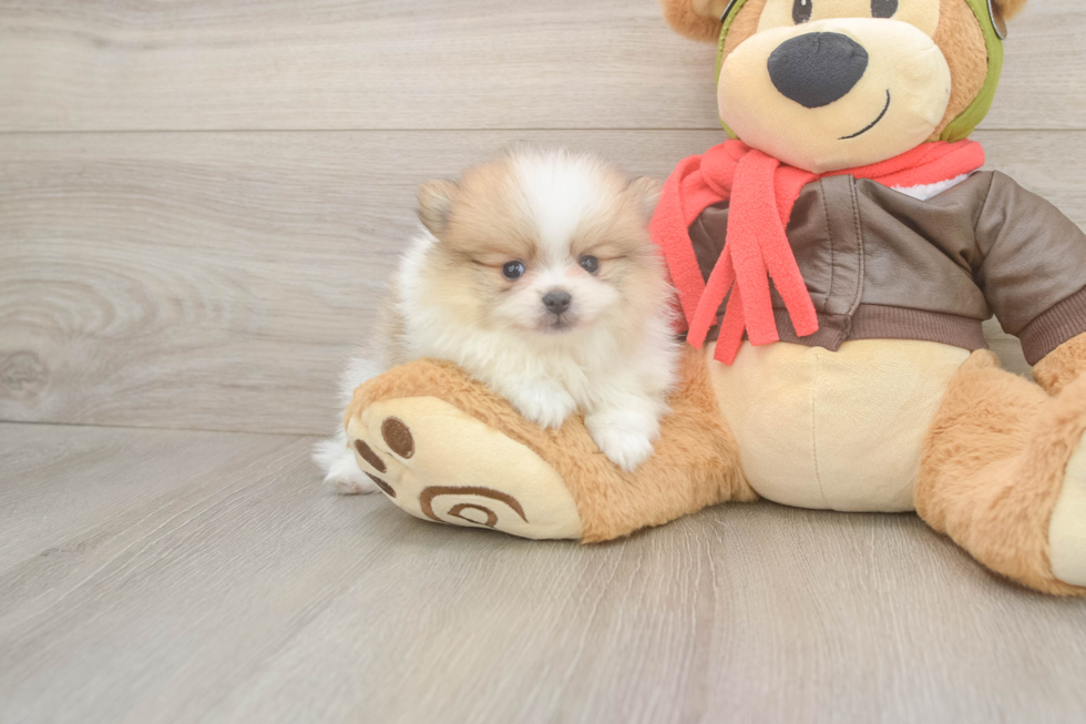 Meet Dax - our Pomeranian Puppy Photo  2/3 - Simply Southern Pups Pomeranian Pup Being Cute