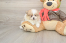 Meet Dax - our Pomeranian Puppy Photo  2/3 - Simply Southern Pups Pomeranian Pup Being Cute