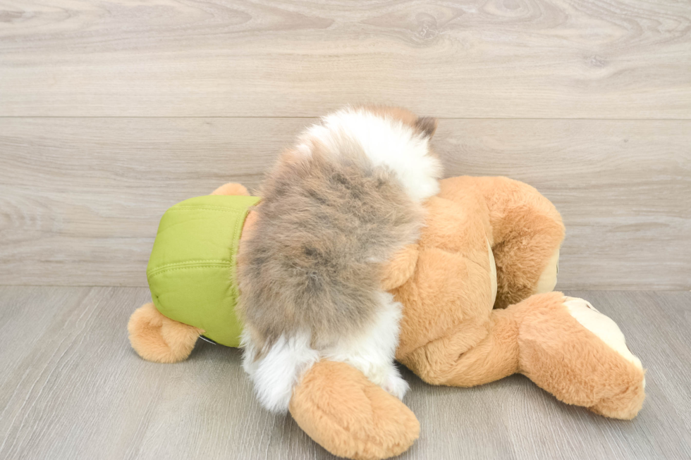 Meet Dax - our Pomeranian Puppy Photo  3/3 - Simply Southern Pups Little Pomeranian Purebred Pup