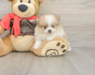 8 week old Pomeranian Puppy For Sale - Simply Southern Pups