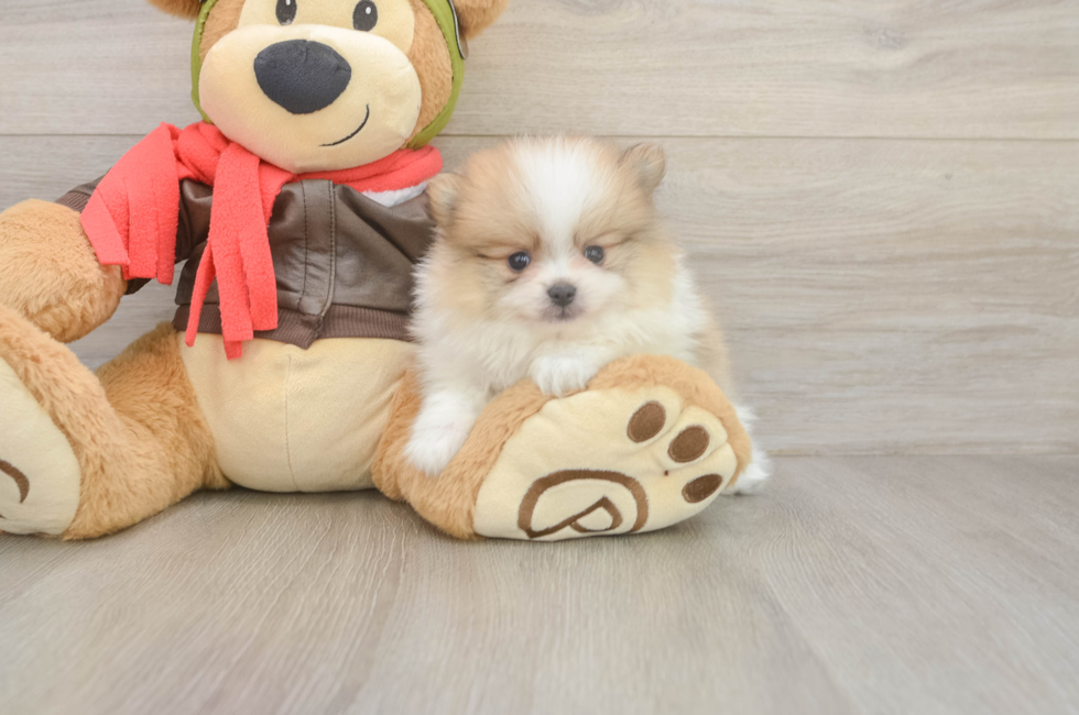 6 week old Pomeranian Puppy For Sale - Simply Southern Pups