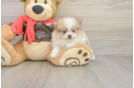 Meet Dax - our Pomeranian Puppy Photo  1/3 - Simply Southern Pups Hypoallergenic Pomeranian Purebred Pup