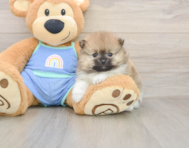 10 week old Pomeranian Puppy For Sale - Simply Southern Pups