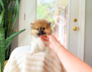 12 week old Pomeranian Puppy For Sale - Simply Southern Pups