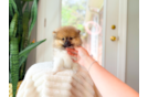 Pomeranian Puppy for Adoption
