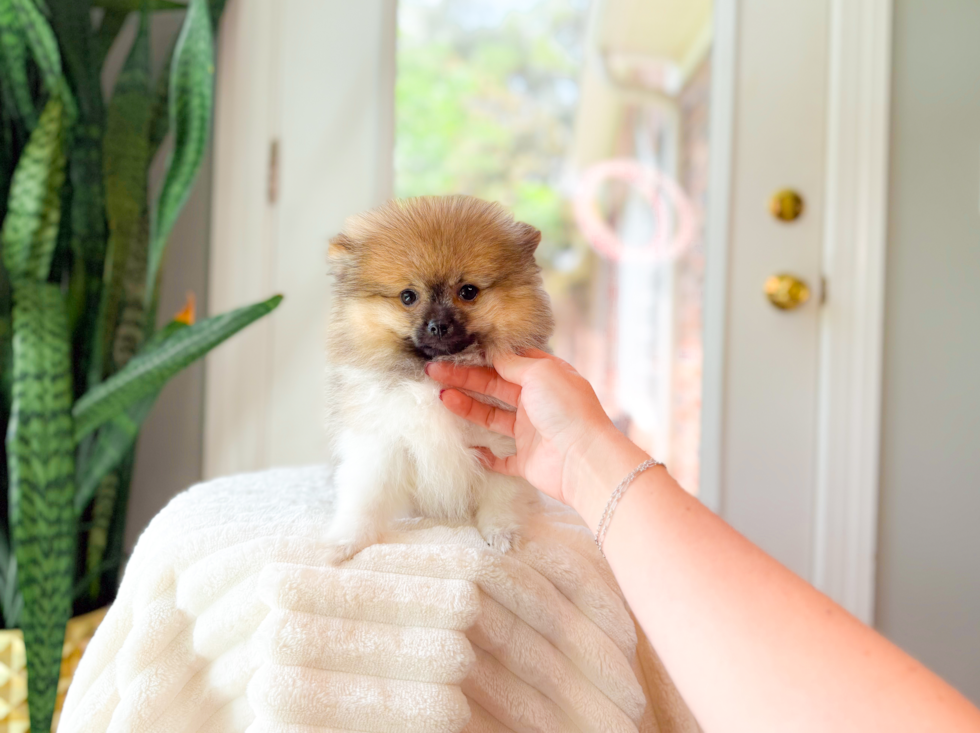 Pomeranian Puppy for Adoption