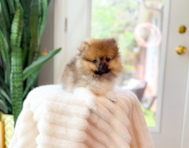 10 week old Pomeranian Puppy For Sale - Simply Southern Pups