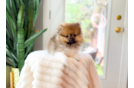 Pomeranian Puppy for Adoption