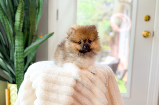 Pomeranian Puppy for Adoption