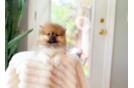 Cute Swergspitz Purebred Puppy