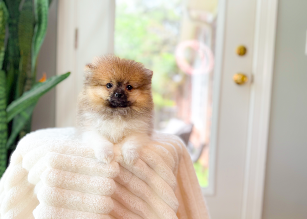 Cute Swergspitz Purebred Puppy