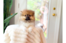 Cute Pomeranian Baby