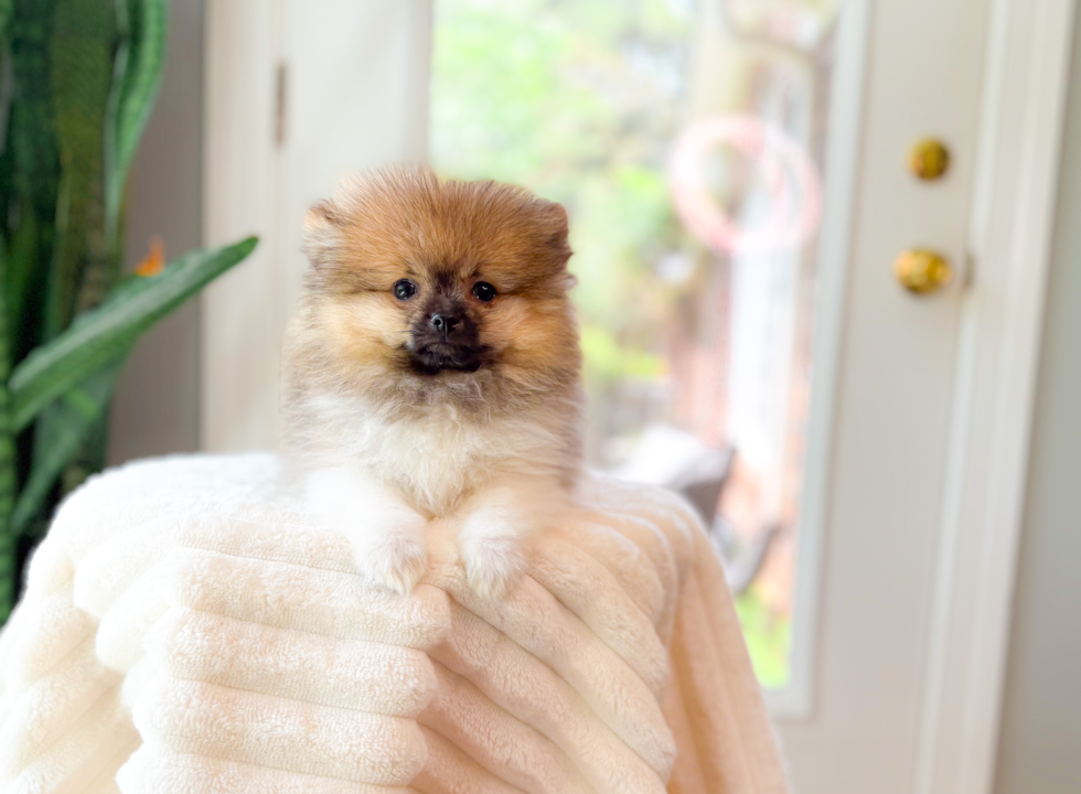 Cute Pomeranian Baby
