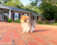 12 week old Pomeranian Puppy For Sale - Simply Southern Pups
