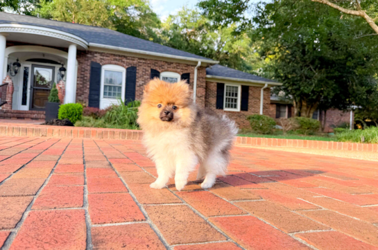 Best Pomeranian Baby