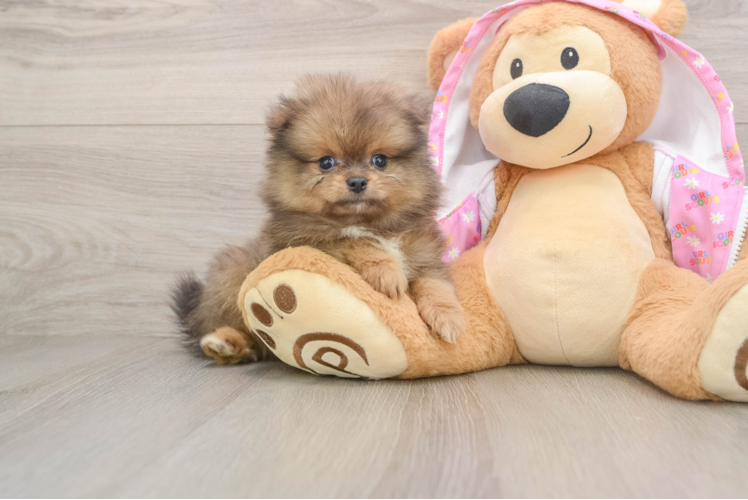 Best Pomeranian Baby