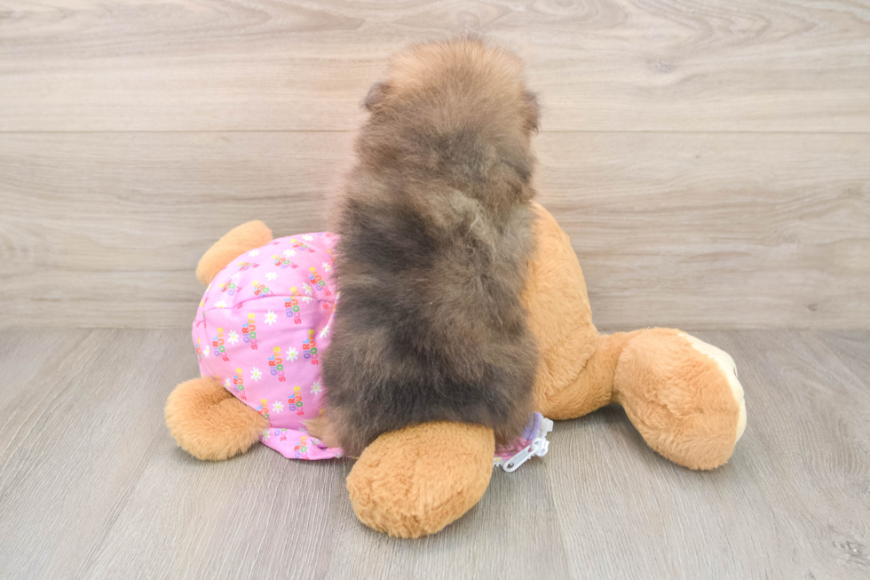 Playful Pomeranian Purebred Pup