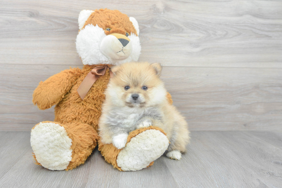 are pomeranian hypoallergenic