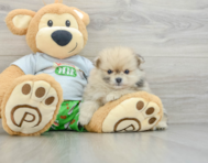 7 week old Pomeranian Puppy For Sale - Simply Southern Pups