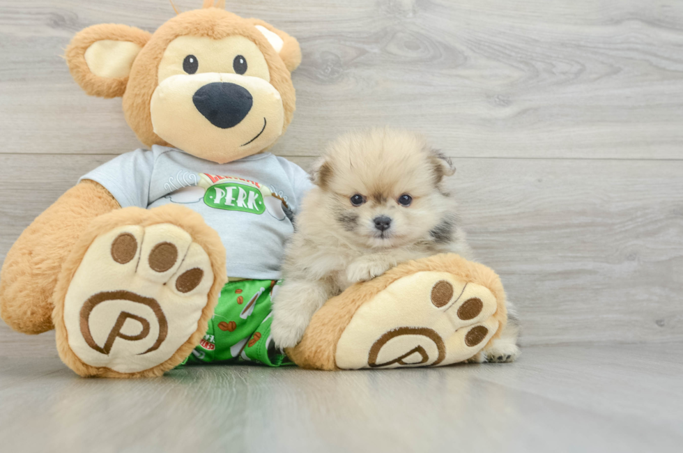 7 week old Pomeranian Puppy For Sale - Simply Southern Pups