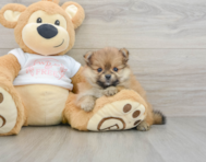 8 week old Pomeranian Puppy For Sale - Simply Southern Pups