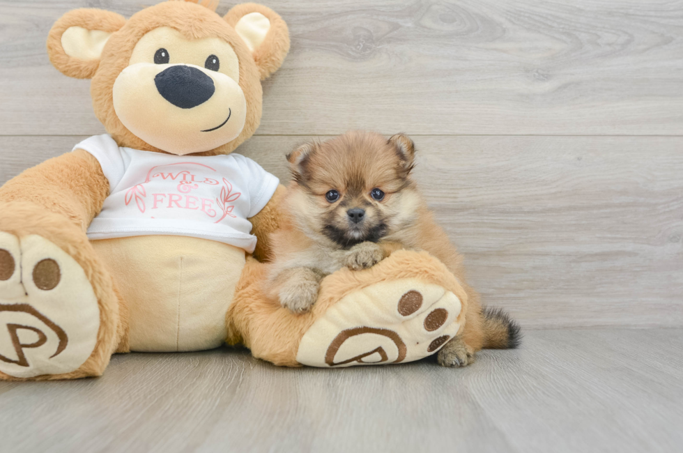 5 week old Pomeranian Puppy For Sale - Simply Southern Pups