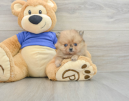 8 week old Pomeranian Puppy For Sale - Simply Southern Pups