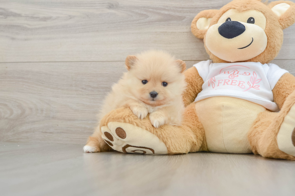 5 week old Pomeranian Puppy For Sale - Simply Southern Pups