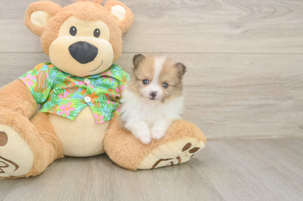 6 week old Pomeranian Puppy For Sale - Simply Southern Pups