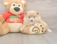 7 week old Pomeranian Puppy For Sale - Simply Southern Pups
