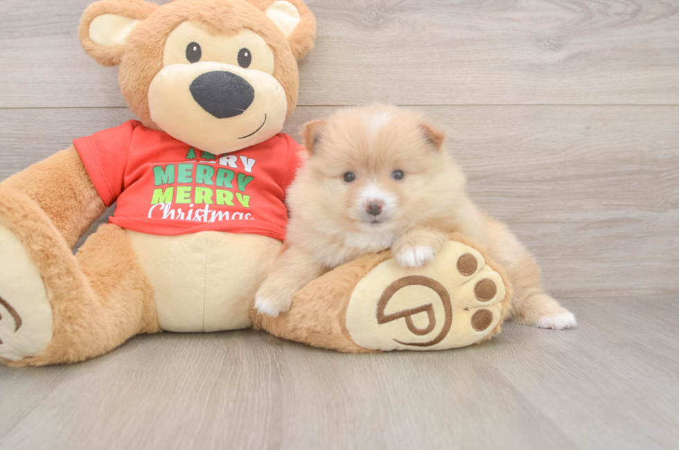 5 week old Pomeranian Puppy For Sale - Simply Southern Pups