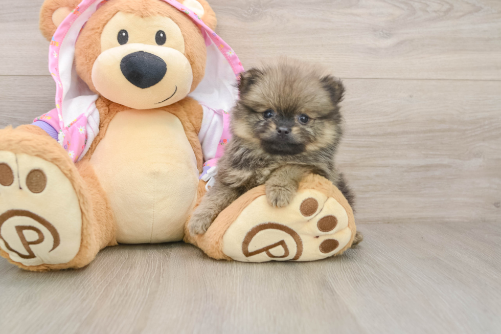 Best Pomeranian Baby