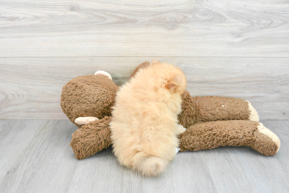 Playful Pomeranian Purebred Pup