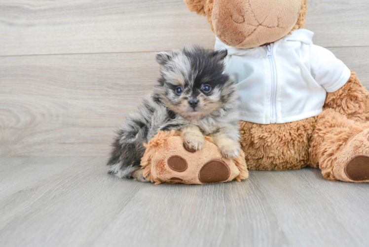 Pomeranian Puppy for Adoption