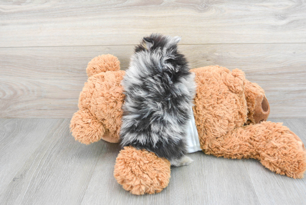 Small Pomeranian Baby