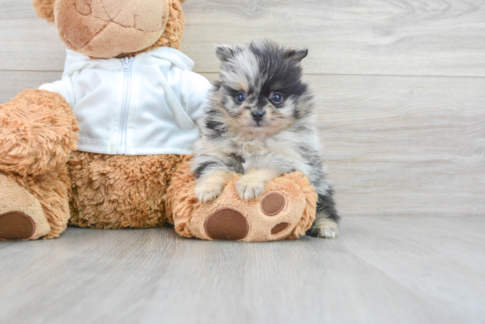 Popular Pomeranian Purebred Pup