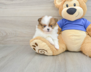 8 week old Pomeranian Puppy For Sale - Simply Southern Pups