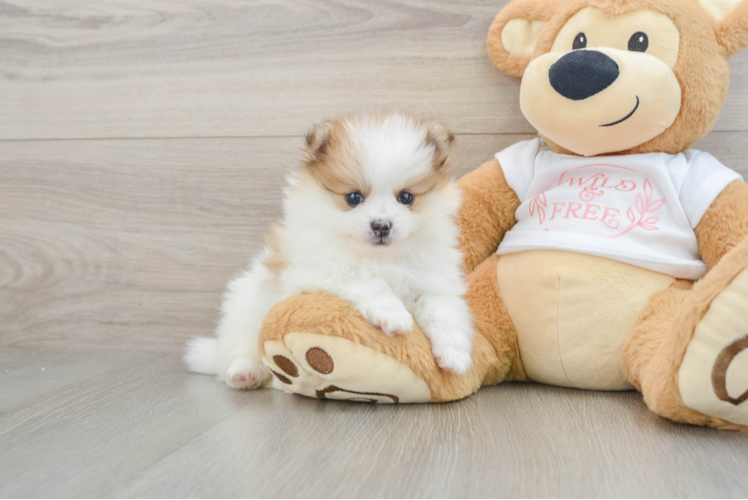 Fluffy Pom Purebred Puppy
