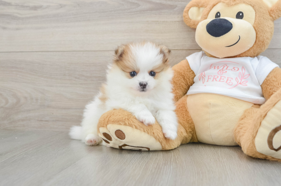 5 week old Pomeranian Puppy For Sale - Simply Southern Pups