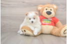 Little Pomeranian Baby