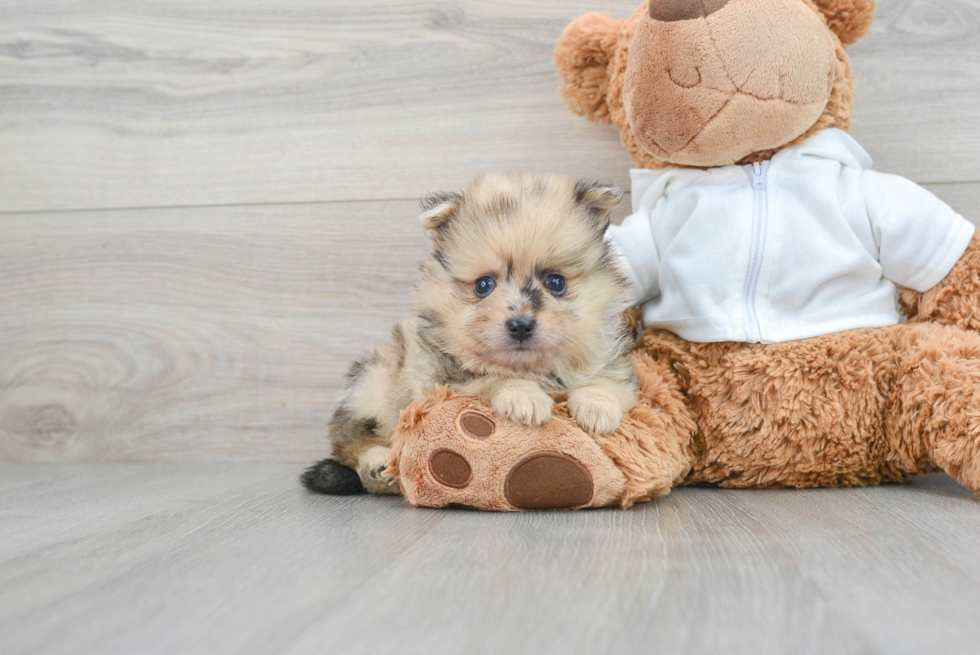 Friendly Pomeranian Purebred Pup