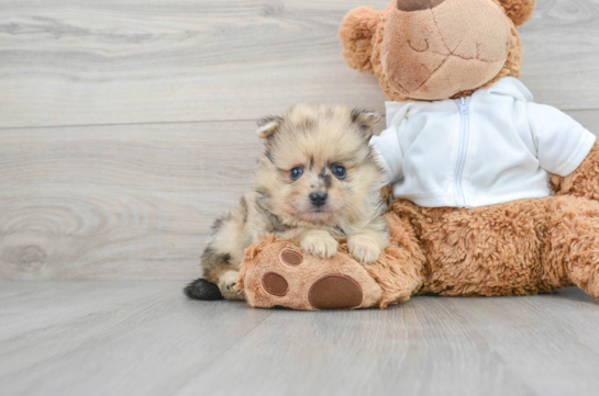 Friendly Pomeranian Purebred Pup
